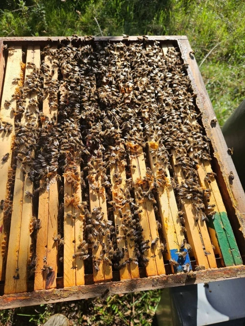 ruches abeilles خلايا نحل طرود