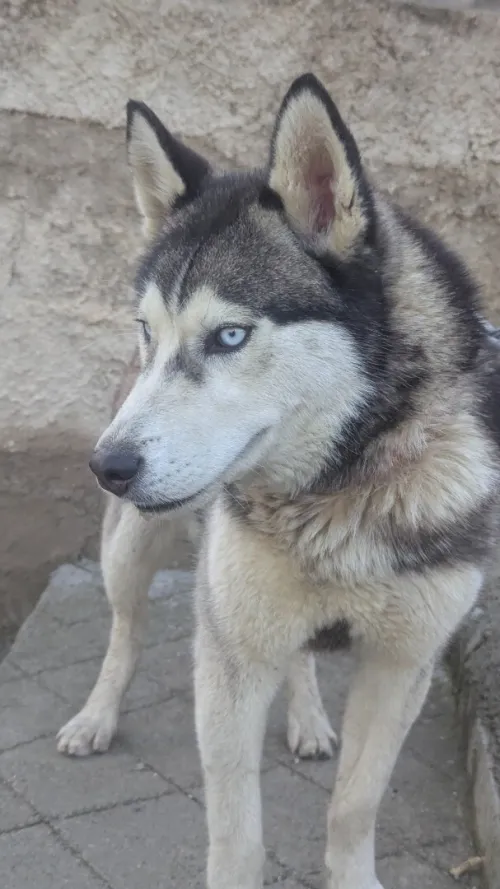 Husky