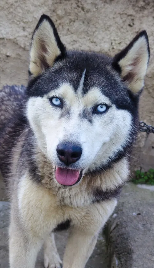 Husky