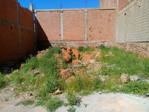 Vente Terrain Tlemcen Ain tallout