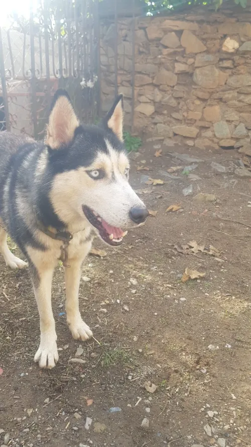 Husky