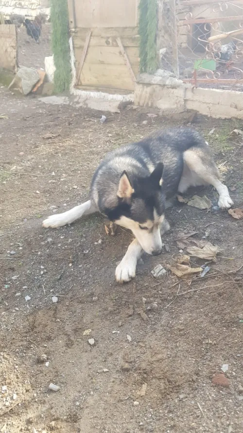 Husky