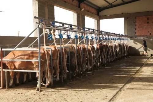 Étude et réalisation des projets d'élevage - vaches laitières
