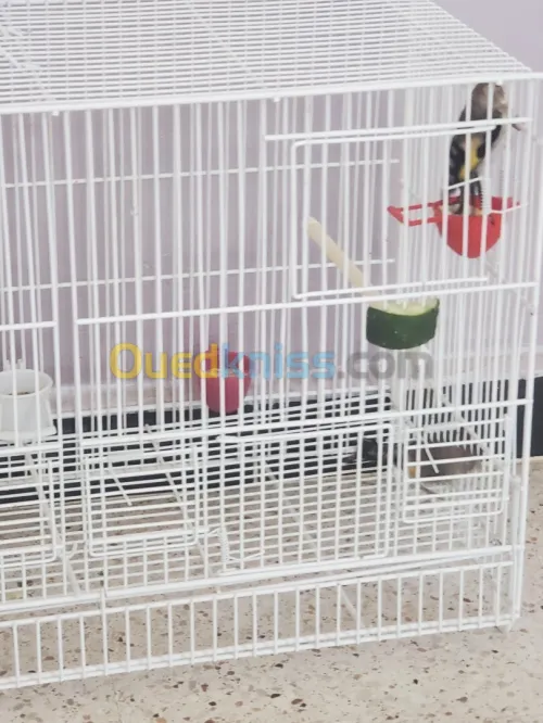 02 فراخ حسون
