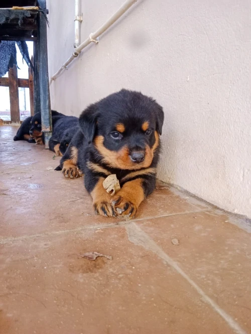 Des Chiots Rottweiler 1 mois et demi pure race 