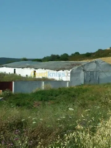 Vente Terrain Agricole Guelma Nechmaya