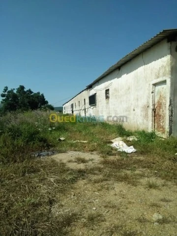 Vente Terrain Agricole Guelma Nechmaya