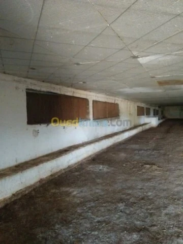 Vente Terrain Agricole Guelma Nechmaya
