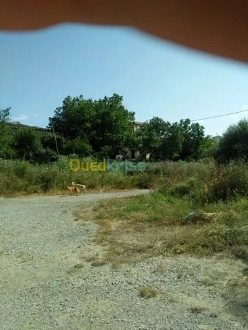 Vente Terrain Agricole Guelma Nechmaya