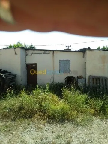 Vente Terrain Agricole Guelma Nechmaya