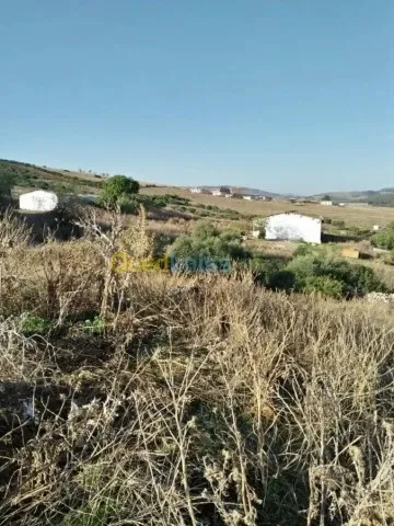 Vente Terrain Agricole Guelma Nechmaya