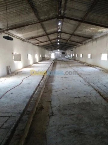 Vente Terrain Agricole Guelma Nechmaya