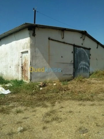 Vente Terrain Agricole Guelma Nechmaya