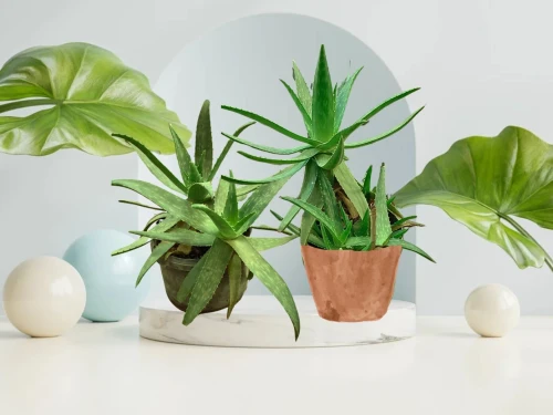 Vente de plante Aloe Vera naturelle 100%