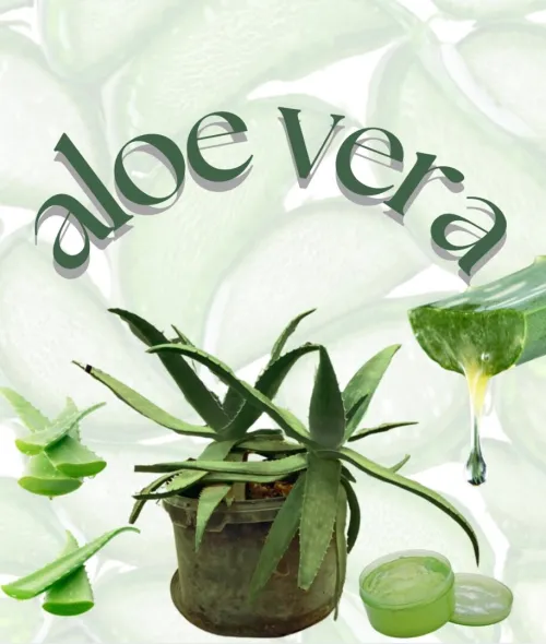Vente de plante Aloe Vera naturelle 100%
