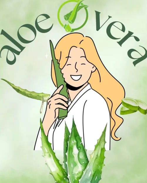 Vente de plante Aloe Vera naturelle 100%