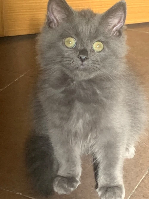 Chaton Race British