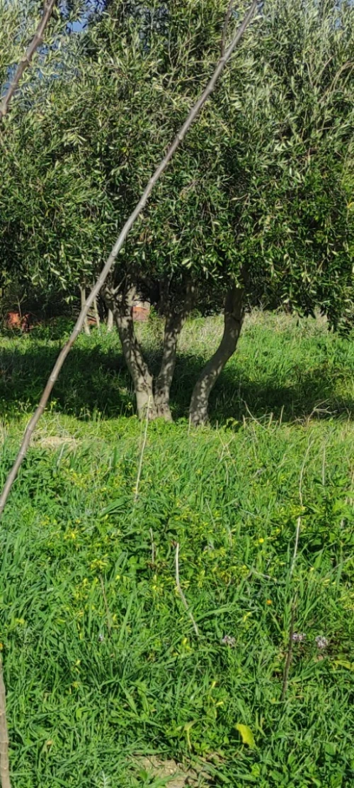 Arbre vieux olivier