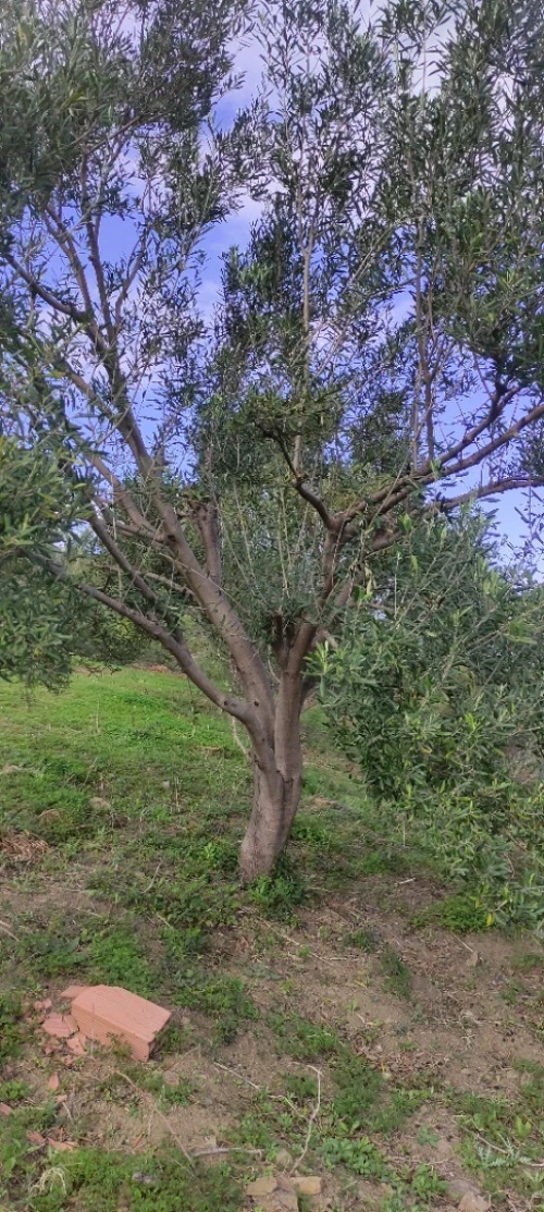 Arbre vieux olivier