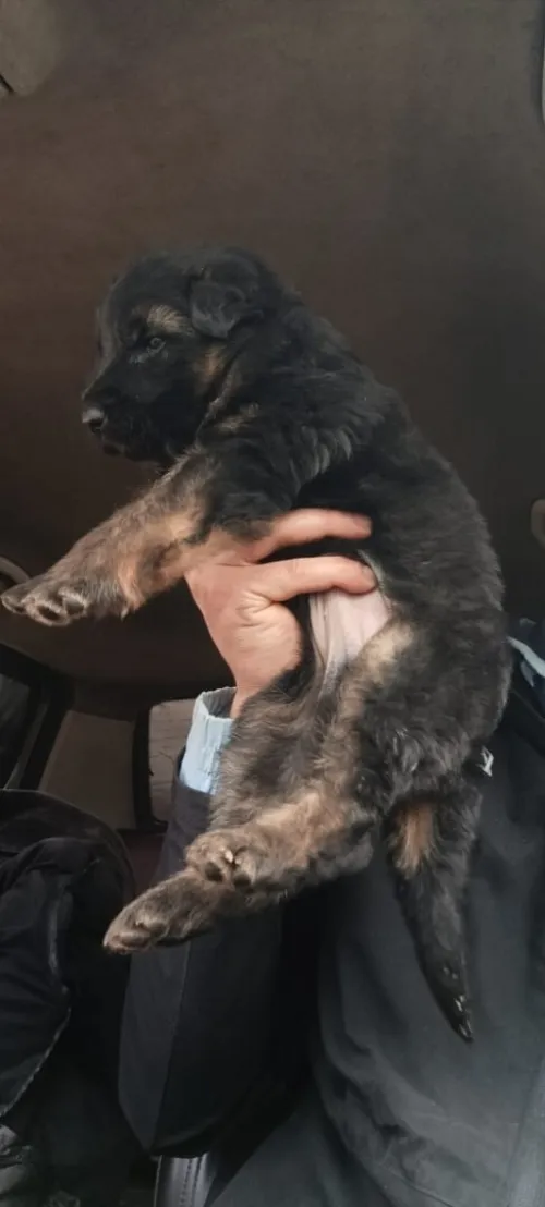 Mle chiot Berger Allemand   Incliné