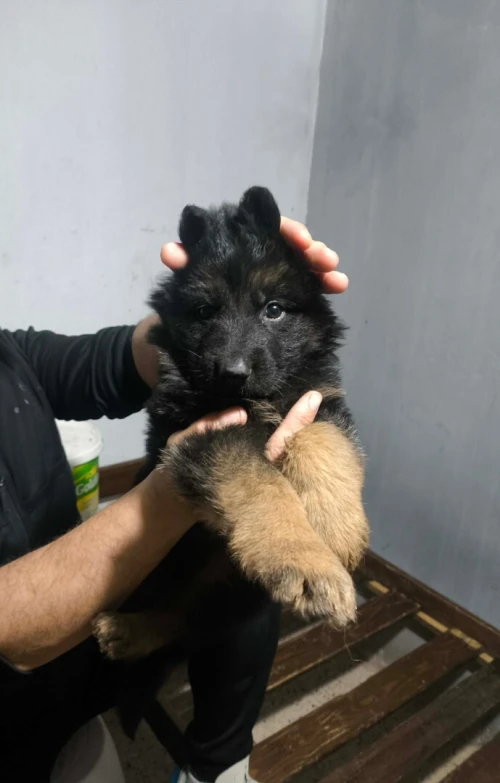 mâle chiot Berger Allemand  Incliné