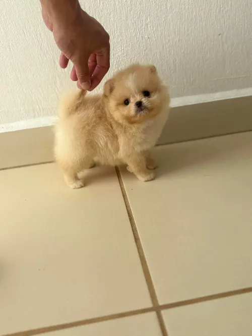 Femelle spitz pomeraninan top  de toop