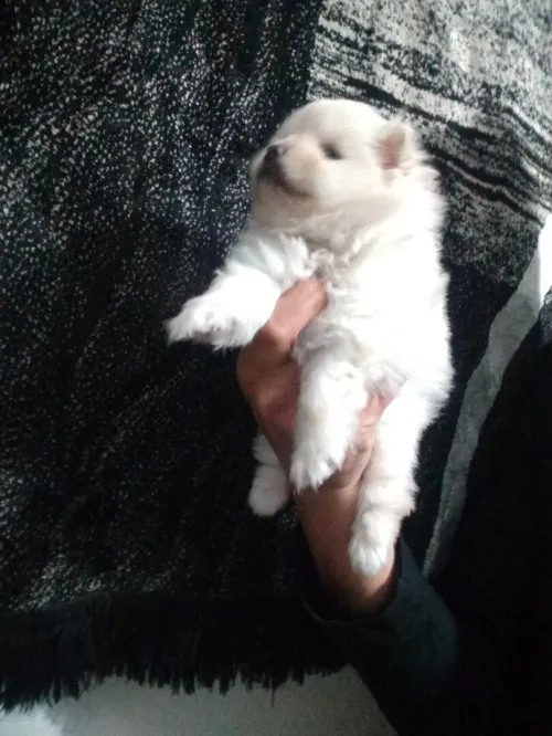 Chien Male   spitz pomeranian