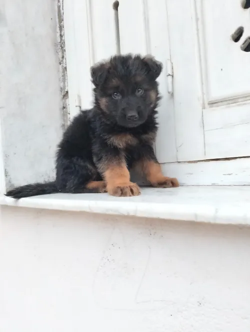 Mâle chiot Berger Allemand  Incliné haja toop Très bon caractère