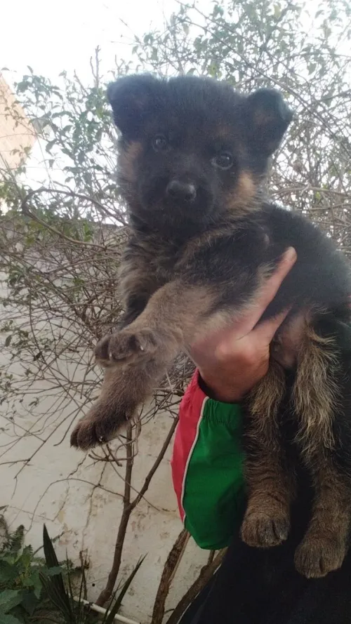 Chito male Berger Allemand   Incliné