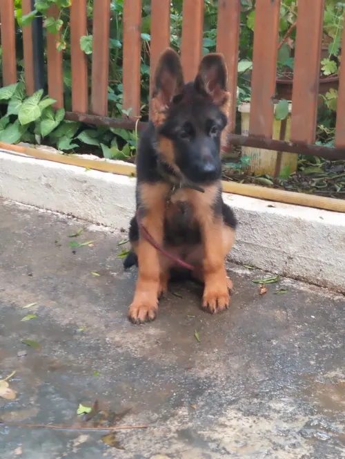 Mâle Berger Allemand  Incliné