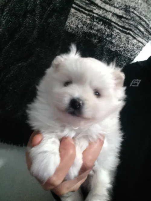 Chien Male   spitz pomeranian