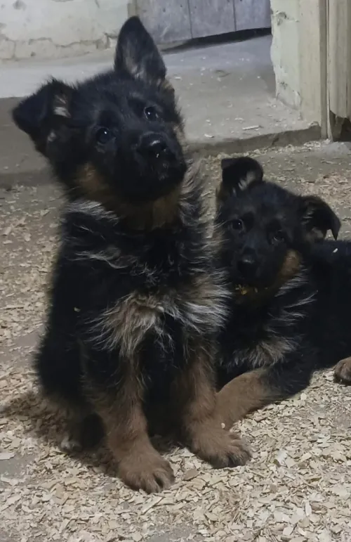 Mle chiot Berger Allemand Incliné