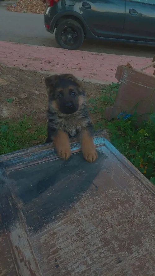 Male chiot berger allemande