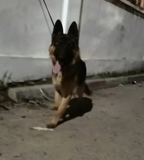 Male berger allemand 6 mois