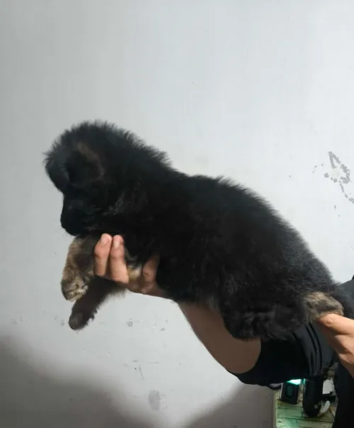 mâle chiot Berger Allemand  Incliné