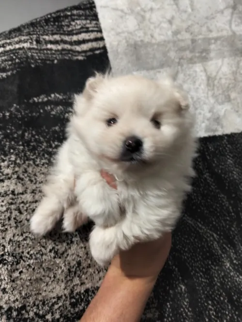 Chien Male   spitz pomeranian