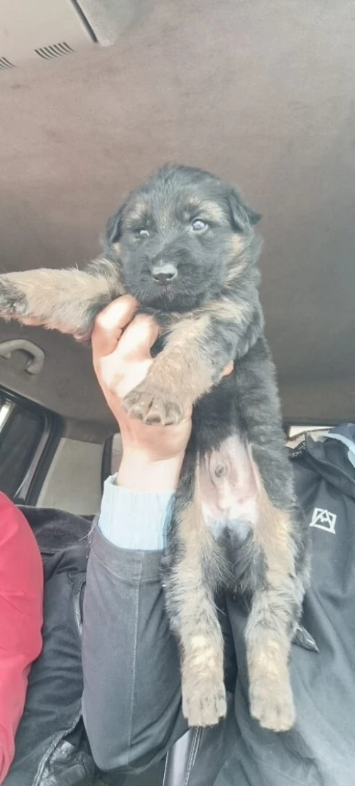 Mle chiot Berger Allemand   Incliné