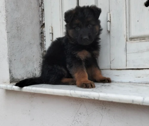 Mâle chiot Berger Allemand  Incliné