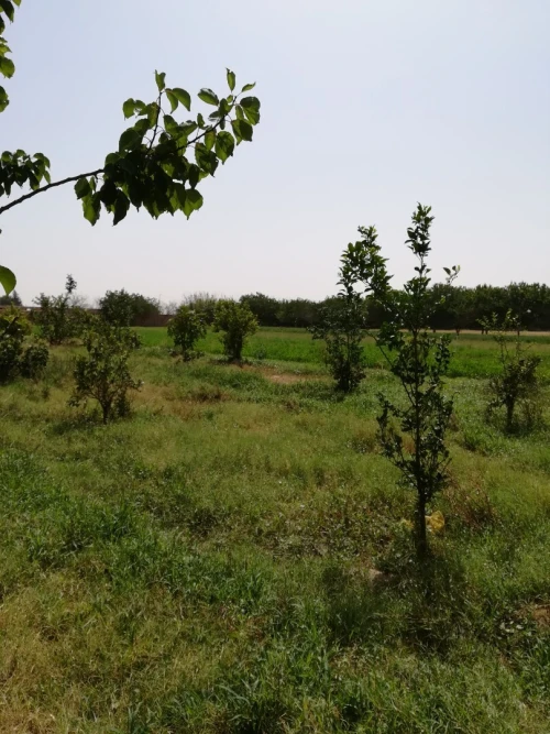 Vente Terrain Agricole M'Sila Bou saada