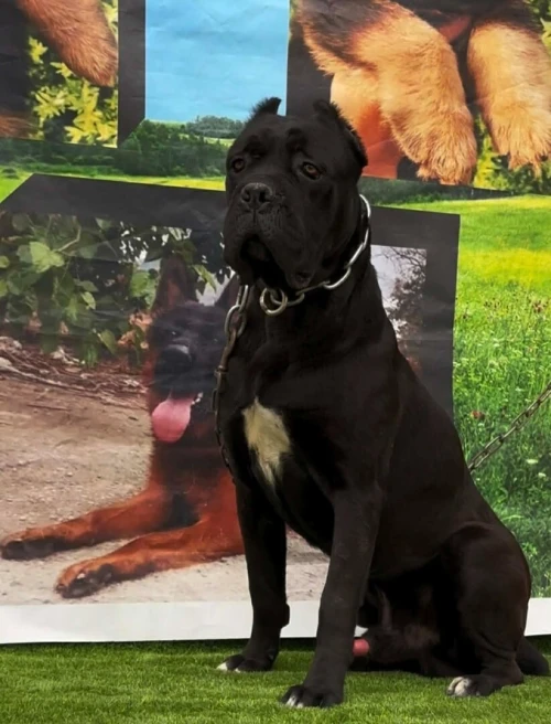 Cane Corso كني كورسو