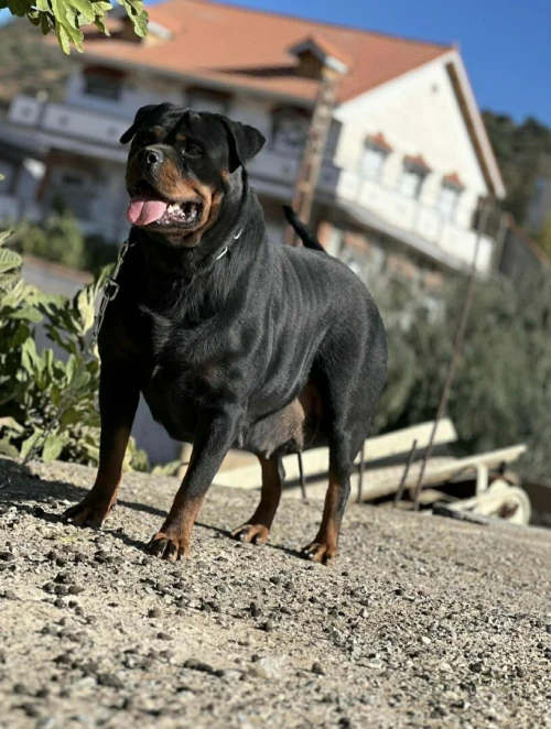Rottweiller
