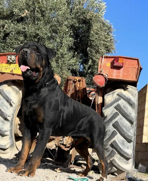 Rottweiller
