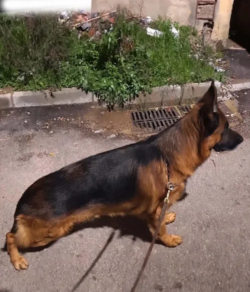 Male Berger Allemand pedigree de 4 ans