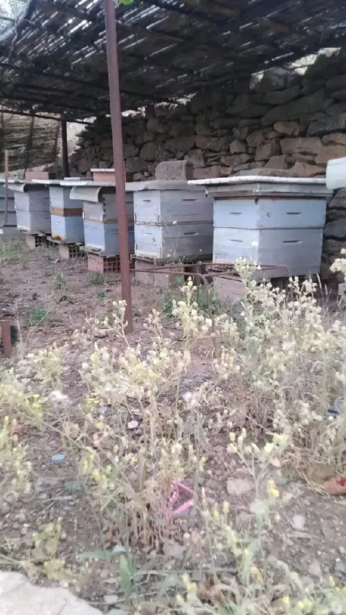 Miel d'abeille naturel ruches