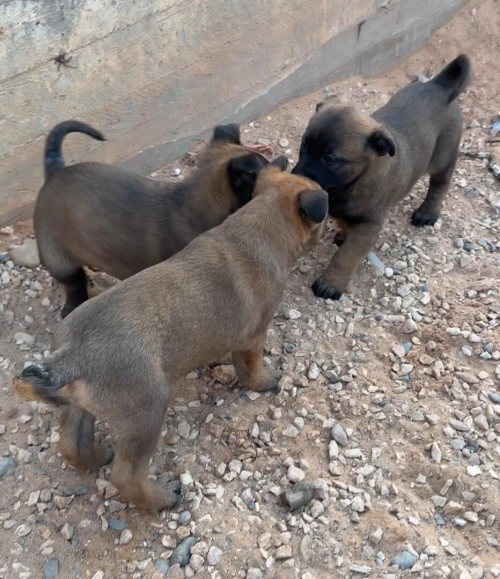 Malinois