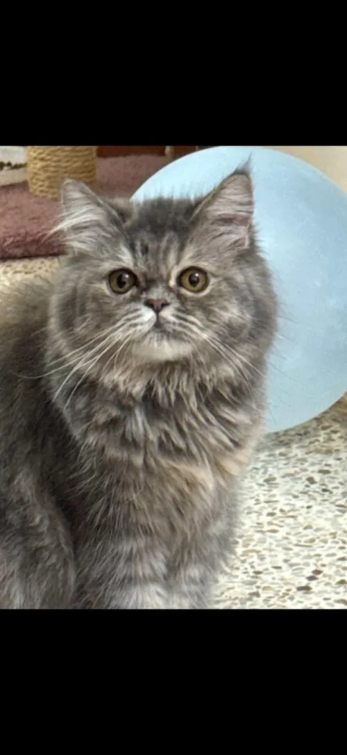 chat persan chinchilla