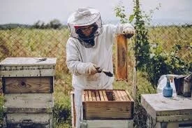 Miel et Ruches d'abeilles