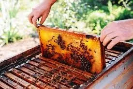 Miel et Ruches d'abeilles