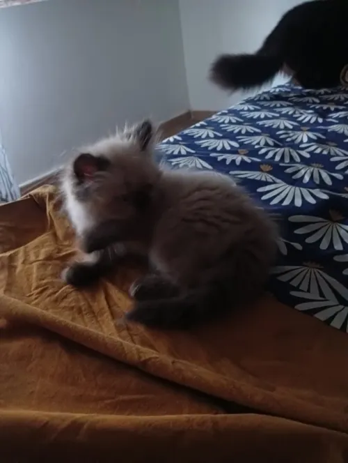 Chat persan 