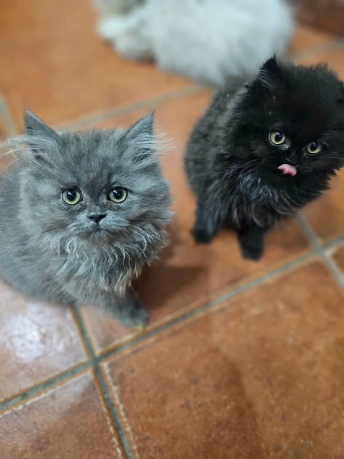 Chatons